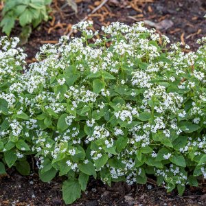 Brunera veľkolistá (Brunnera macrophylla) ´BETTY BOWRING´ - kont. C1L